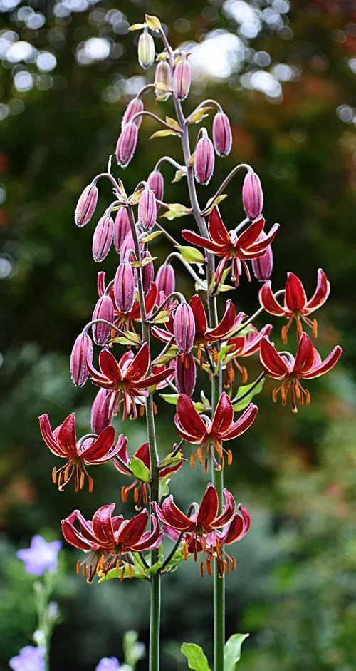 Oriental Lily Bulbs — Store 1 — Three Toads Farm